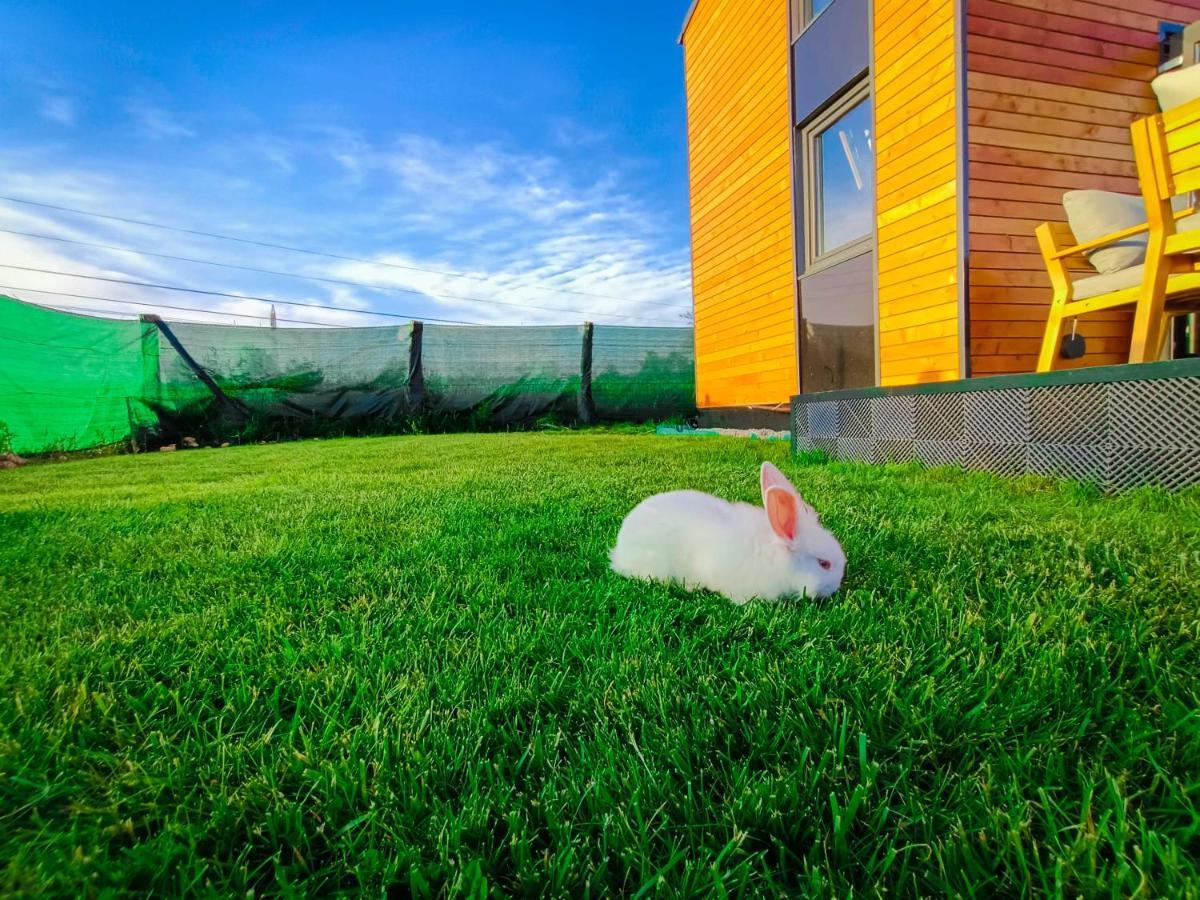Hotel Tiny House - Baia de Fier Exterior foto